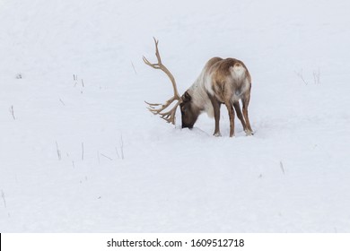 Boreal Woodland Caribou In Winter (Rangifer Tarandus Caribou)