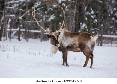 Boreal Woodland Caribou In Winter (Rangifer Tarandus Caribou)