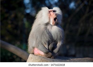 Bored big baboon male yawning.