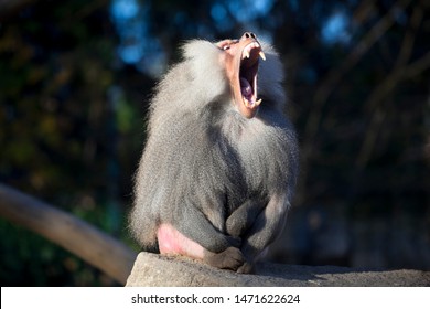 Bored big baboon male yawning.