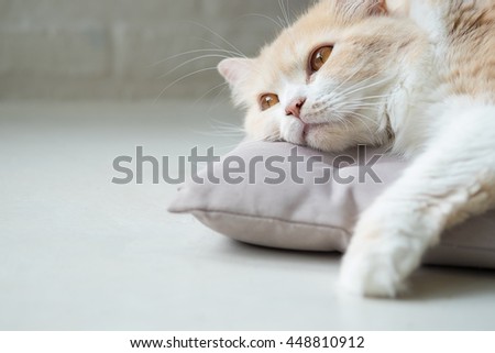 Bored cat lying on bed