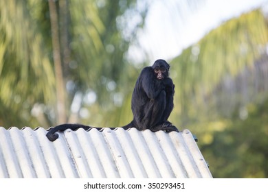 Bored Chimpanzee Sitting On A Roof At The Zoo Of Manaus, Brazil.