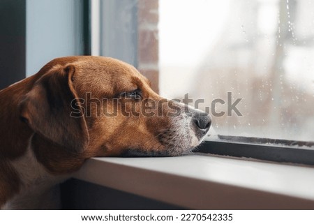 Bored dog with head on window sill while looking at the rain outside. Side view of brown puppy dog resting or waiting with elevated head position. 1 year old female Harrier mix dog. Selective focus.
