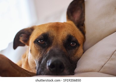 Bored dog looking at the camera - Shutterstock ID 1919206850
