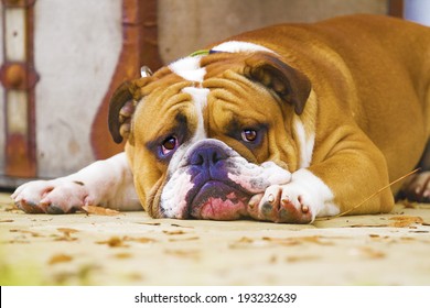 bored english bulldog puppy lying