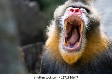 Bored Mandrill Yawns Showing Teeth