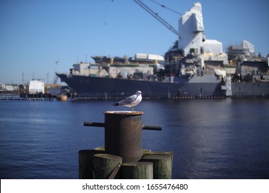 Bored Sea Gull Sits On A Rusty Barrel In The Portsmouth Virginia Bay With A Blurred Shipyard Background