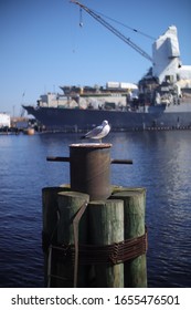 Bored Sea Gull Sits On A Rusty Barrel In The Portsmouth Virginia Bay With A Blurred Shipyard Background