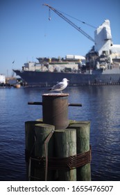 Bored Sea Gull Sits On A Rusty Barrel In The Portsmouth Virginia Bay With A Blurred Shipyard Background