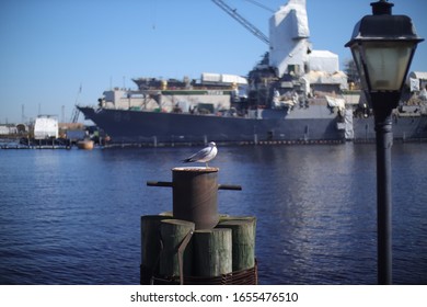 Bored Sea Gull Sits On A Rusty Barrel In The Portsmouth Virginia Bay With A Blurred Shipyard Background