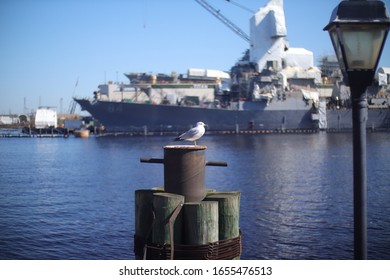 Bored Sea Gull Sits On A Rusty Barrel In The Portsmouth Virginia Bay With A Blurred Shipyard Background