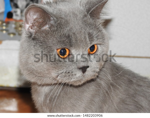 Bored Tomcat Chartreux Cat British Blue Stock Photo Edit Now