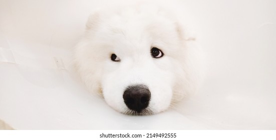 Bored white dog wearing Elizabethan plastic collar