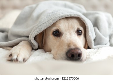 Bored Young Golden Retriever Dog Under Light Gray Plaid. Pet Warms Under A Blanket In Cold Winter Weather. Pets Friendly And Care Concept.