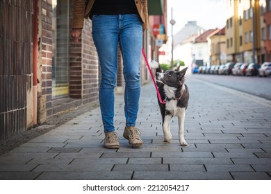 Boreder Collie Puppy On Walk With Owner In A Town. Young Dog Socialization In City. 