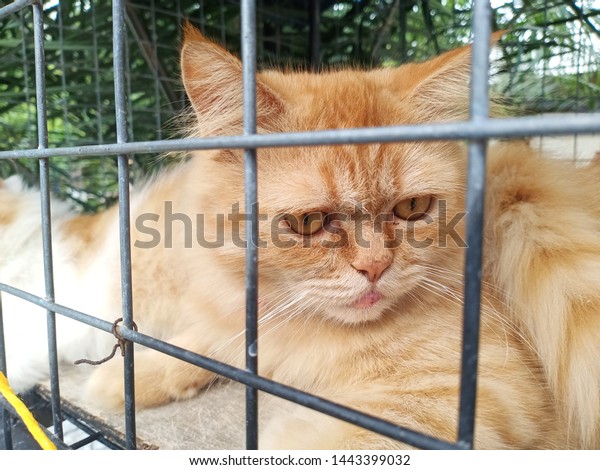 boring car in a metal cage looking at outside.\
grumpy cat  -image