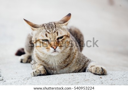 Boring cat