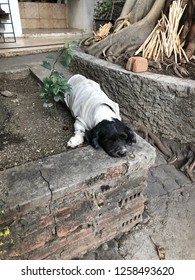 Boring Dog Lying Under Big Tree