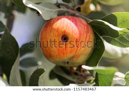 Similar – Apple, ripe on the tree