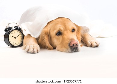 A boring young golden retriever under a white cloth next to an alarm clock. The pet waits for the alarm clock to go off before getting up. Friendly pets and care concept.