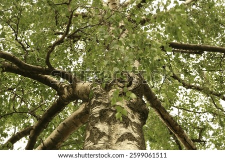 Bork of a birch tree