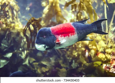 Born female, California Sheephead fish (Semicossyphus pulcher) transform to male at age 7-8.They live from Monterey Bay to Gulf of California, Mexico.