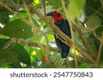 Bornean bristlehead Pityriasis gymnocephala also Bristled shrike, Bald-headed crow or wood-shrike, enigmatic and vulnerable red and black bird endemic to Borneo, lives in rainforest canopy.