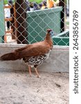 The Bornean crested fireback or Lophura ignita is a medium-sized forest pheasant from Borneo and the Bangka Belitung Islands, Indonesia.
