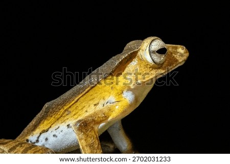Bornean File-eared Tree Frog (Polypedates otilophus) at night in Kubah National Park, Sarawak, Borneo, Malaysia