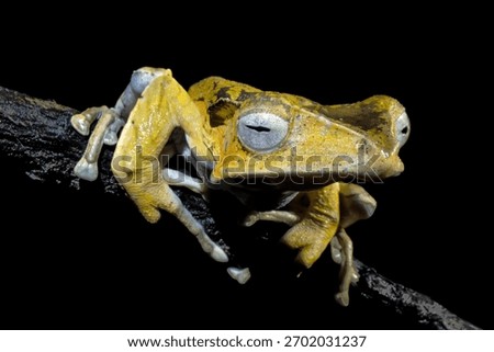 Bornean File-eared Tree Frog (Polypedates otilophus) at night in Kubah National Park, Sarawak, Borneo, Malaysia