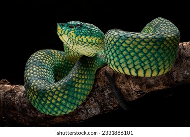 Bornean Keeled Pit Viper (Tropidolaemus subannulatus). - Shutterstock ID 2331886101