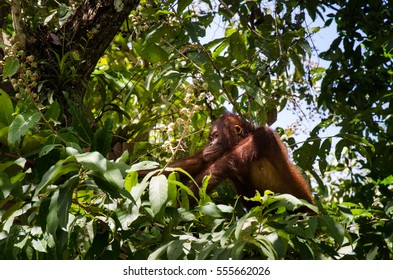 Bornean Orang Utan, Danum Valley