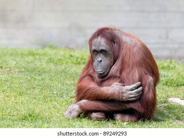 Bornean Orangutan Looking At Camera