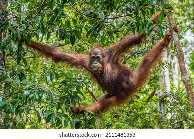 Bornean orangutan on the tree under rain in the wild nature. Central Bornean orangutan ( Pongo pygmaeus wurmbii ) on the tree  in natural habitat. Tropical Rainforest of Borneo. Indonesia 