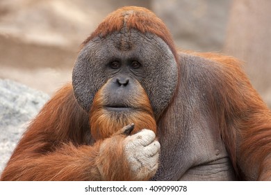 Bornean Orangutan (Pongo Pygmaeus)