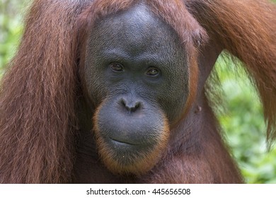 Bornean Orangutan. Pongo Pygmaeus