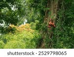 Bornean orangutan Pongo pygmaeus ape endemic to Borneo, with Sumatran orangutan (Pongo abelii) and Tapanuli orangutan (Pongo tapanuliensis) are highly intelligent, funny and nice in green forest.