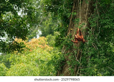 Bornean orangutan Pongo pygmaeus ape endemic to Borneo, with Sumatran orangutan (Pongo abelii) and Tapanuli orangutan (Pongo tapanuliensis) are highly intelligent, funny and nice in green forest.