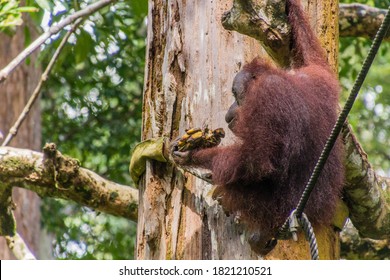 Bornean orangutan (Pongo pygmaeus) eating bananas in Sepilok Orangutan Rehabilitation Centre, Borneo island, Malaysia