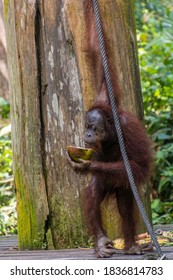 Bornean orangutan (Pongo pygmaeus) eating coconut in Sepilok Orangutan Rehabilitation Centre, Borneo island, Malaysia