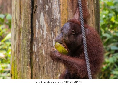 Bornean orangutan (Pongo pygmaeus) eating coconut in Sepilok Orangutan Rehabilitation Centre, Borneo island, Malaysia