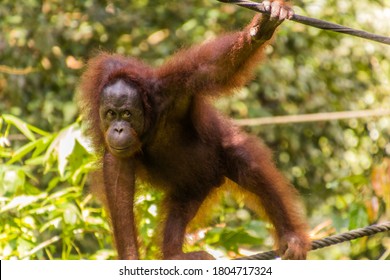Bornean orangutan (Pongo pygmaeus) in Sepilok Orangutan Rehabilitation Centre, Borneo island, Malaysia