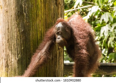 Bornean orangutan (Pongo pygmaeus) in Sepilok Orangutan Rehabilitation Centre, Borneo island, Malaysia