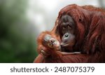 Bornean orangutan (Pongo pygmaeus) is a species of orangutan native to the island of Borneo. Together with the Sumatran orangutan and Tapanuli orangutan