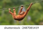 Bornean orangutan (Pongo pygmaeus) is a species of orangutan native to the island of Borneo. Together with the Sumatran orangutan and Tapanuli orangutan