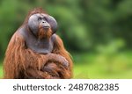 Bornean orangutan (Pongo pygmaeus) is a species of orangutan native to the island of Borneo. Together with the Sumatran orangutan and Tapanuli orangutan