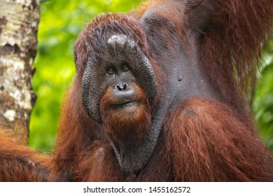 Bornean Orangutan (Pongo Pygmaeus) Is A Species Of Orangutan Native To The Island Of Borneo. Is A Critically Endangered Species, With Deforestation, Palm Oil Plantations, And Hunting 