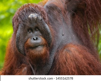 Bornean Orangutan (Pongo Pygmaeus) Is A Species Of Orangutan Native To The Island Of Borneo. Is A Critically Endangered Species, With Deforestation, Palm Oil Plantations, And Hunting 