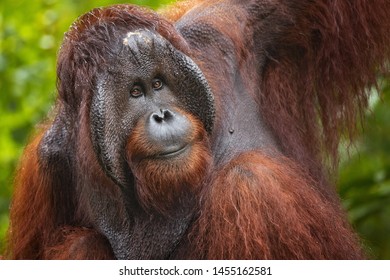 Bornean Orangutan (Pongo Pygmaeus) Is A Species Of Orangutan Native To The Island Of Borneo. Is A Critically Endangered Species, With Deforestation, Palm Oil Plantations, And Hunting 