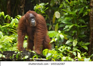 Bornean Orangutan (Pongo Pygmaeus) Is A Species Of Orangutan Native To The Island Of Borneo. Is A Critically Endangered Species, With Deforestation, Palm Oil Plantations, And Hunting 